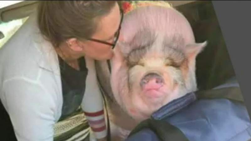 Service pig stolen from family visiting Houston died after being left in vehicle for hours