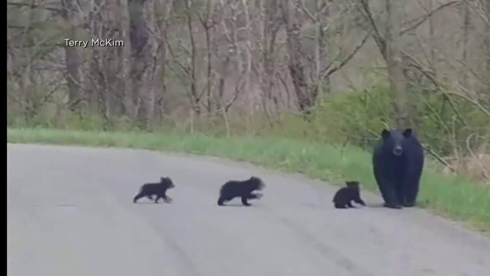 Mama bear spotted with three cubs in Roanoke