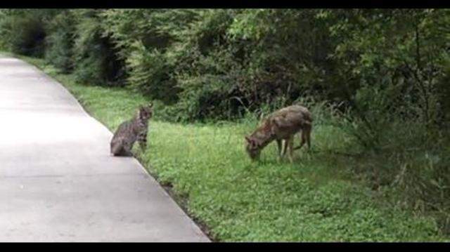 Bobcat vs. coyote fight caught on video