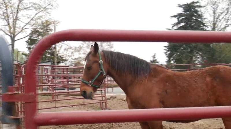 Bringing broken spirits back to life: Local rescue overcomes the odds to save horses in need
