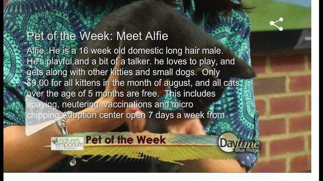 Pet of the Week: Meet Alfie