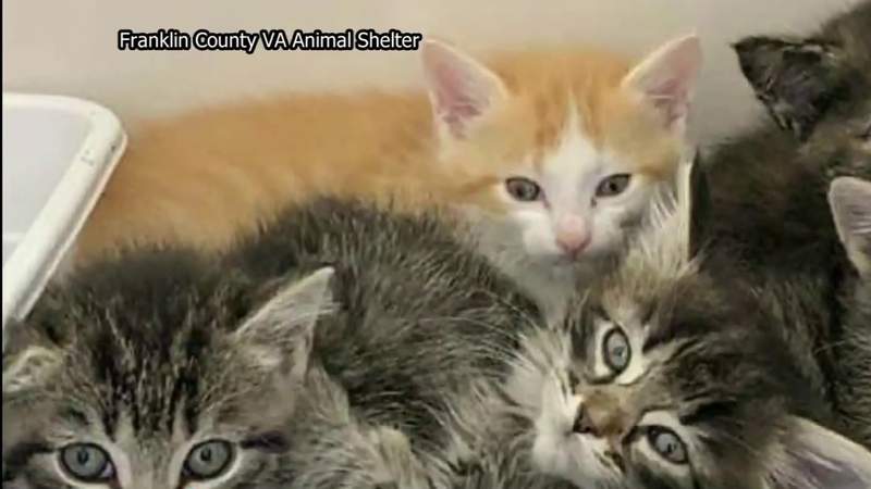 Community answers Franklin County VA Animal Shelter’s urgent call for help by adopting cats that were set to be euthanized