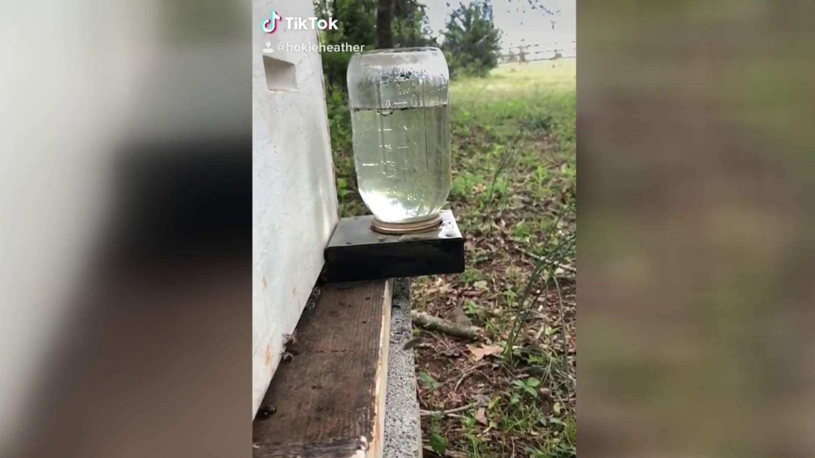 'The video is hilarious ... it makes you feel good’: Bedford County beekeeper goes viral