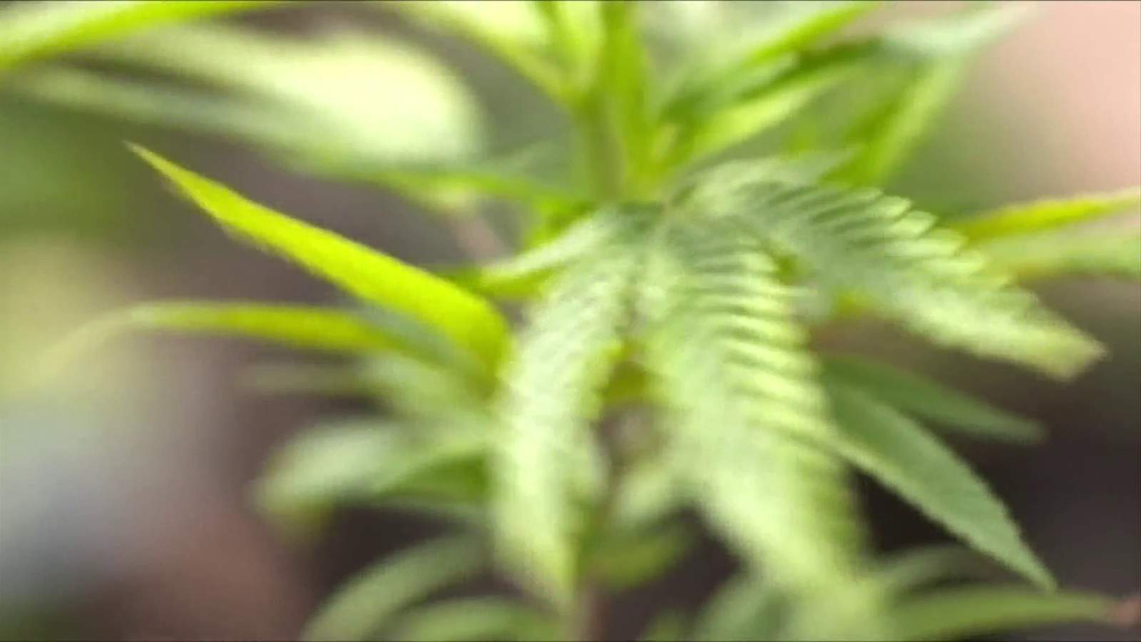 Amherst County considering referendum against cannabis-based businesses