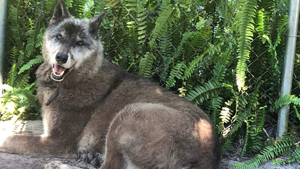 Popular Florida wolfdog that resembles ‘Game of Thrones’ creature dies at 13
