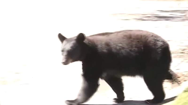Look out for cubs: Black bear season officially underway in Southwest Virginia