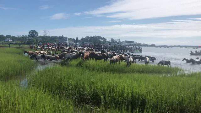 Chincoteague pony swim cancelled again because of pandemic