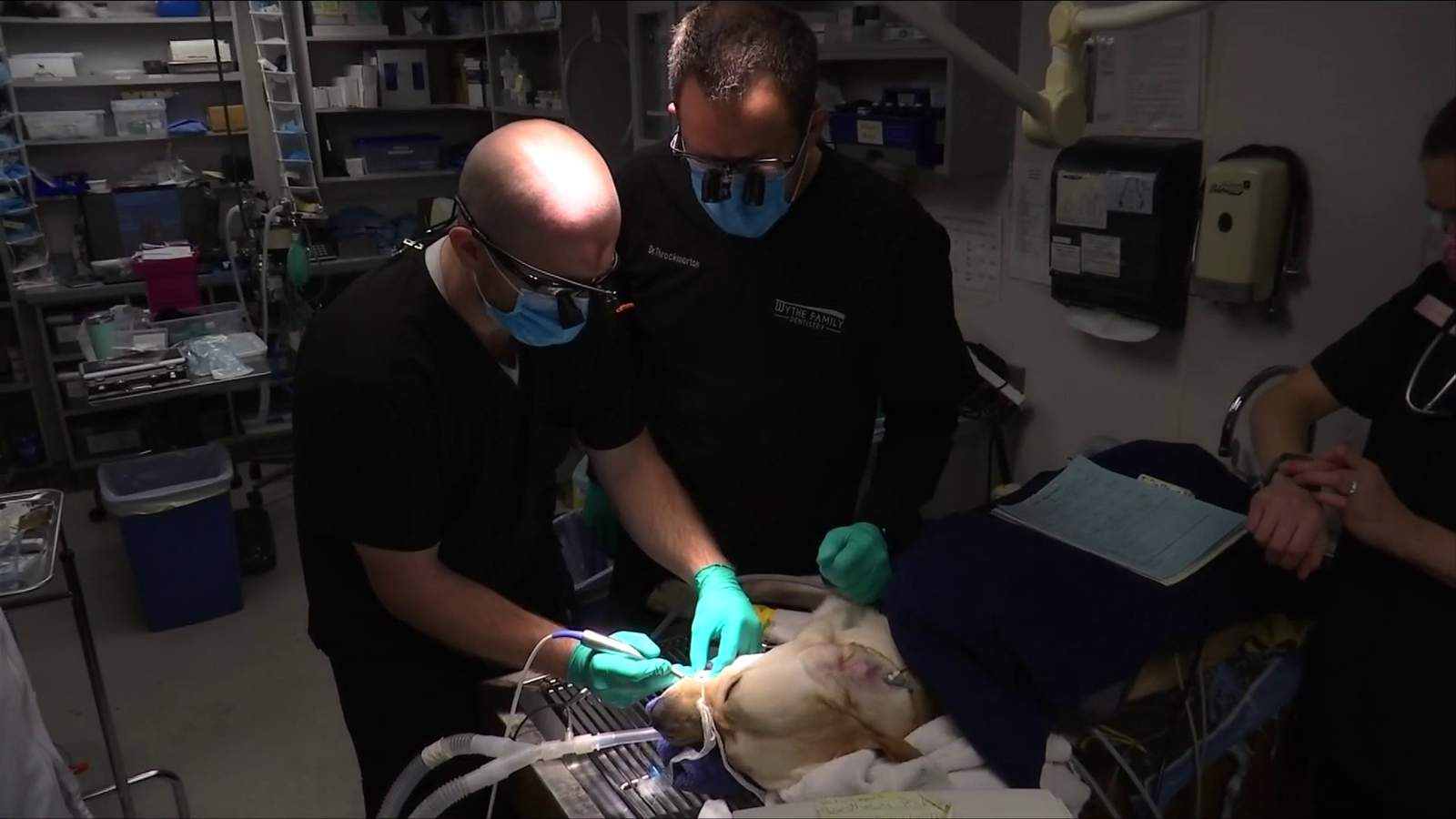 Dentist’s best friend: Saint Francis Service Dog in training receives rare root canal