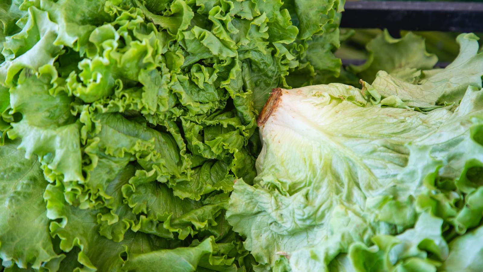 Romaine lettuce sold at Walmart is being recalled