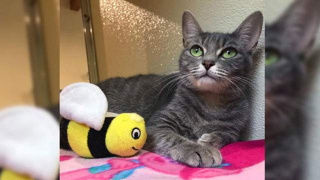 Free Cat Friday Adoption Fees Waived For All Cats Kittens At Lynchburg Humane Society