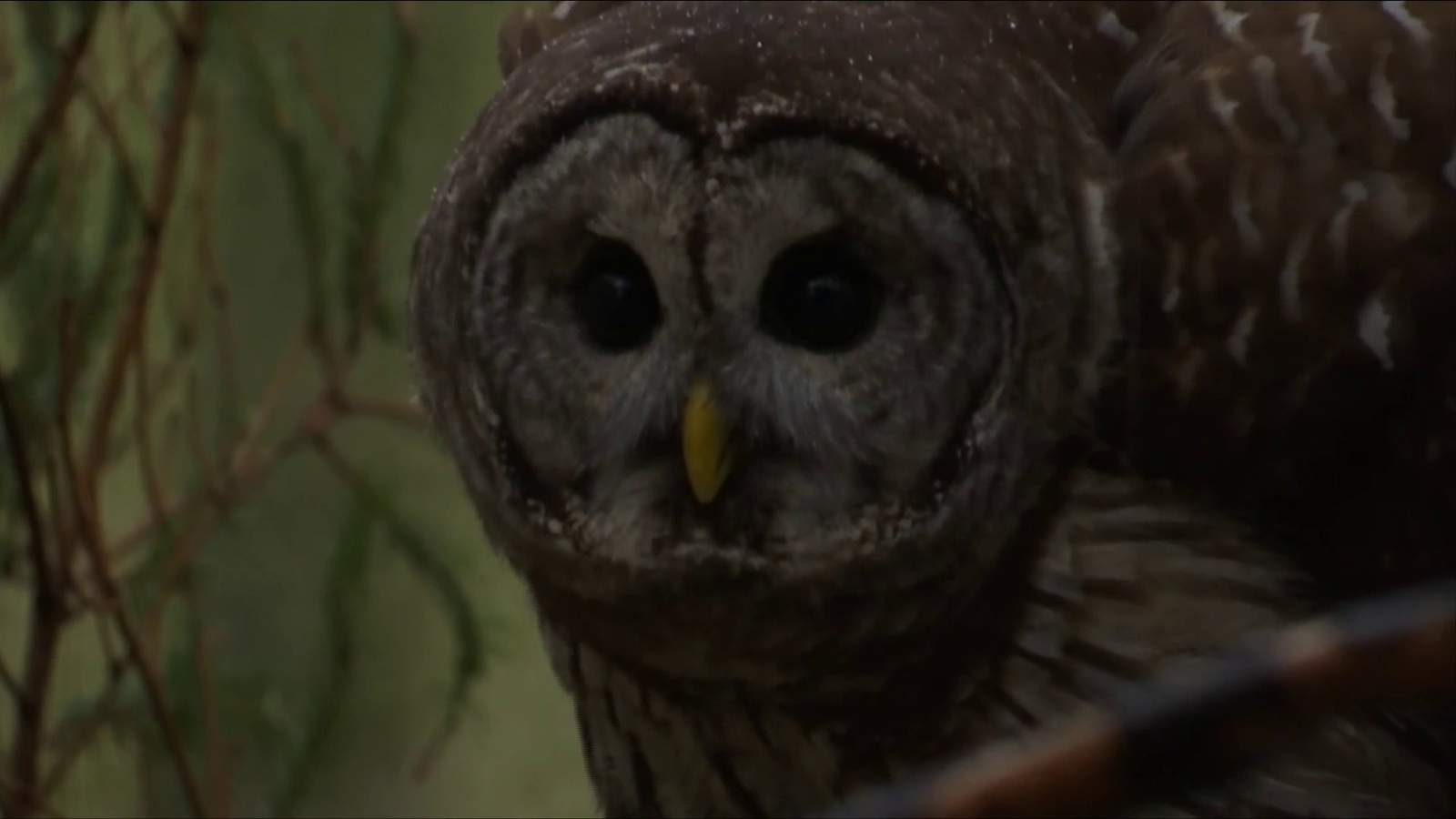 Injured owl ready to fly again thanks to Southwest Virginia Wildlife Center