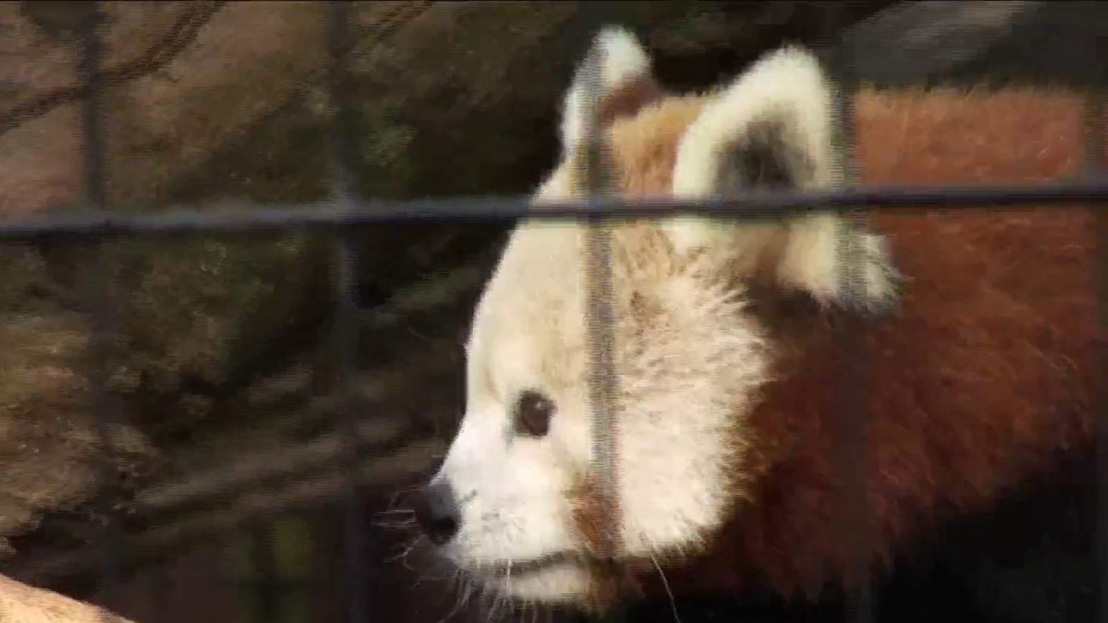 Mill Mountain Zoo kicks off holiday season with 'Jungle Bells