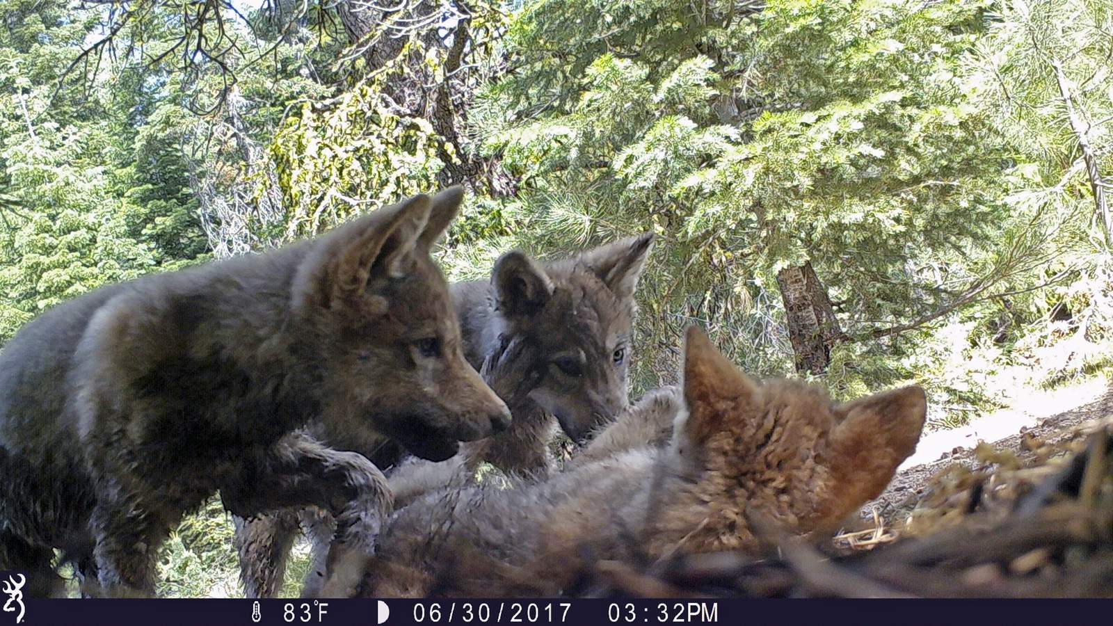 Correction: Gray Wolves-Endangered story